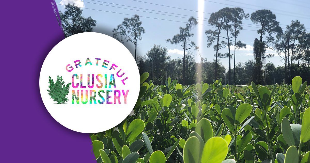 Clusia hedges